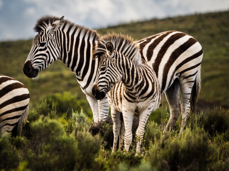 Garden Route Safari Camp