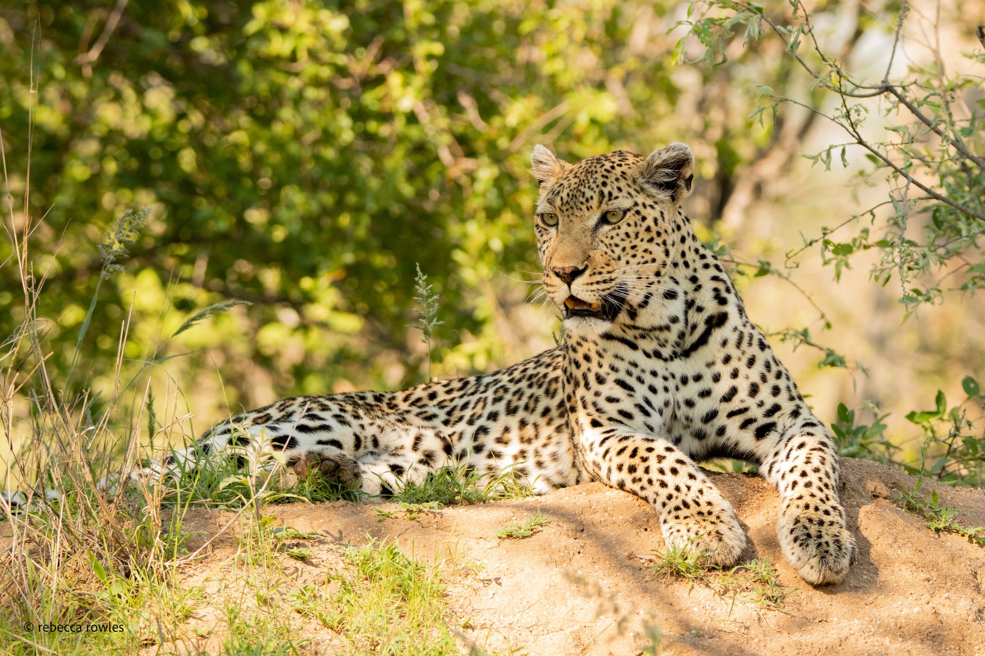 Klaserie Game Reserve