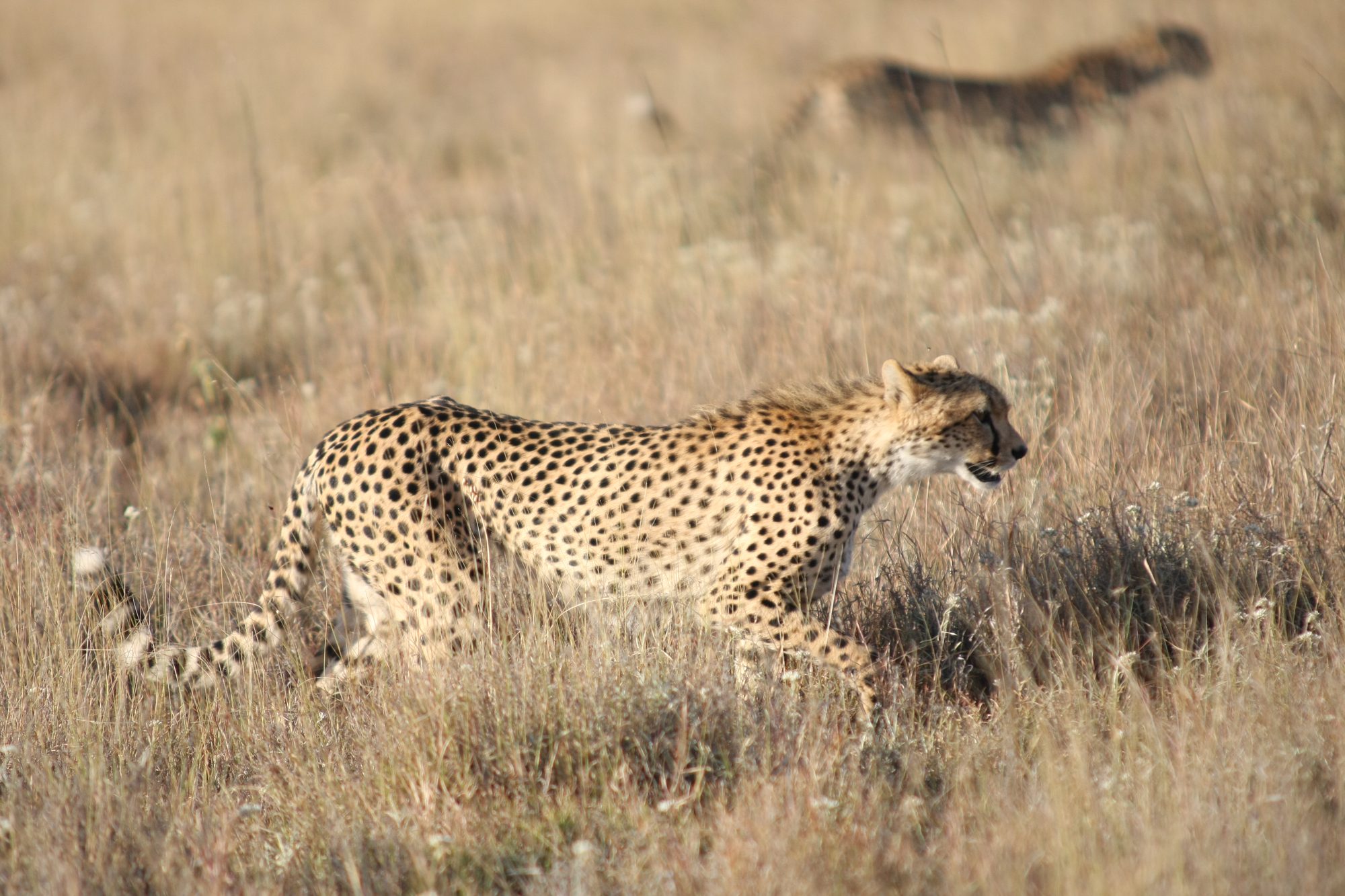 Lewa Wildlife Conservancy