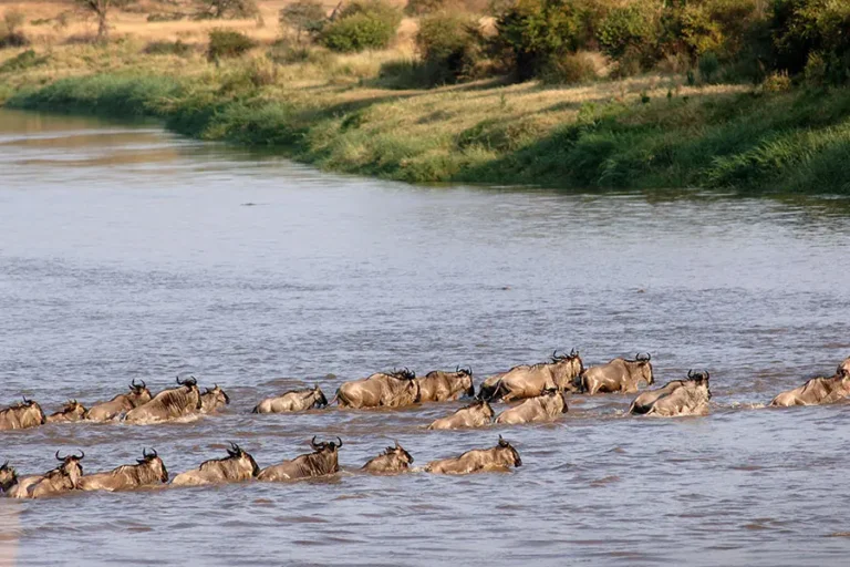 Mara Mara Tented Lodge