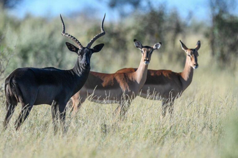Mattanu Private Game Reserve