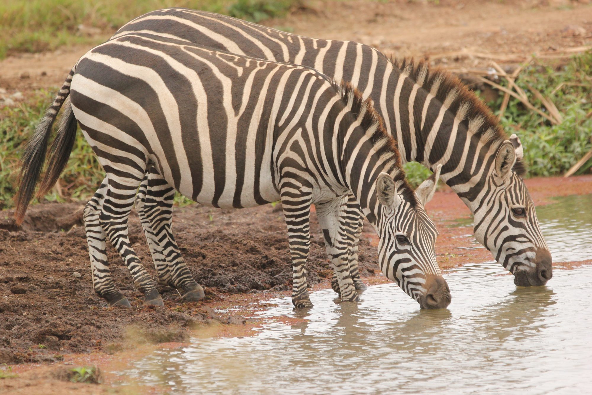 Nairobi National Park