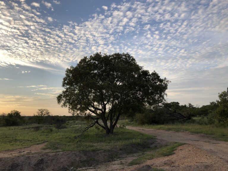 Phinda Private Game Reserve