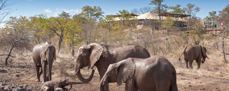 The Elephant Camp